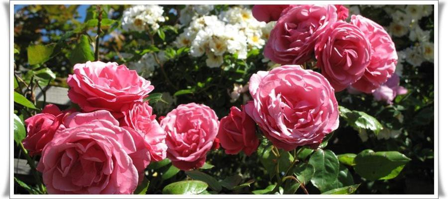 Hotell Turistgarden I Simrishamn Luaran gambar